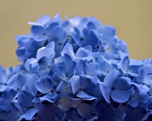 Preview wallpaper hydrangea, flowers, petals, blue, inflorescence