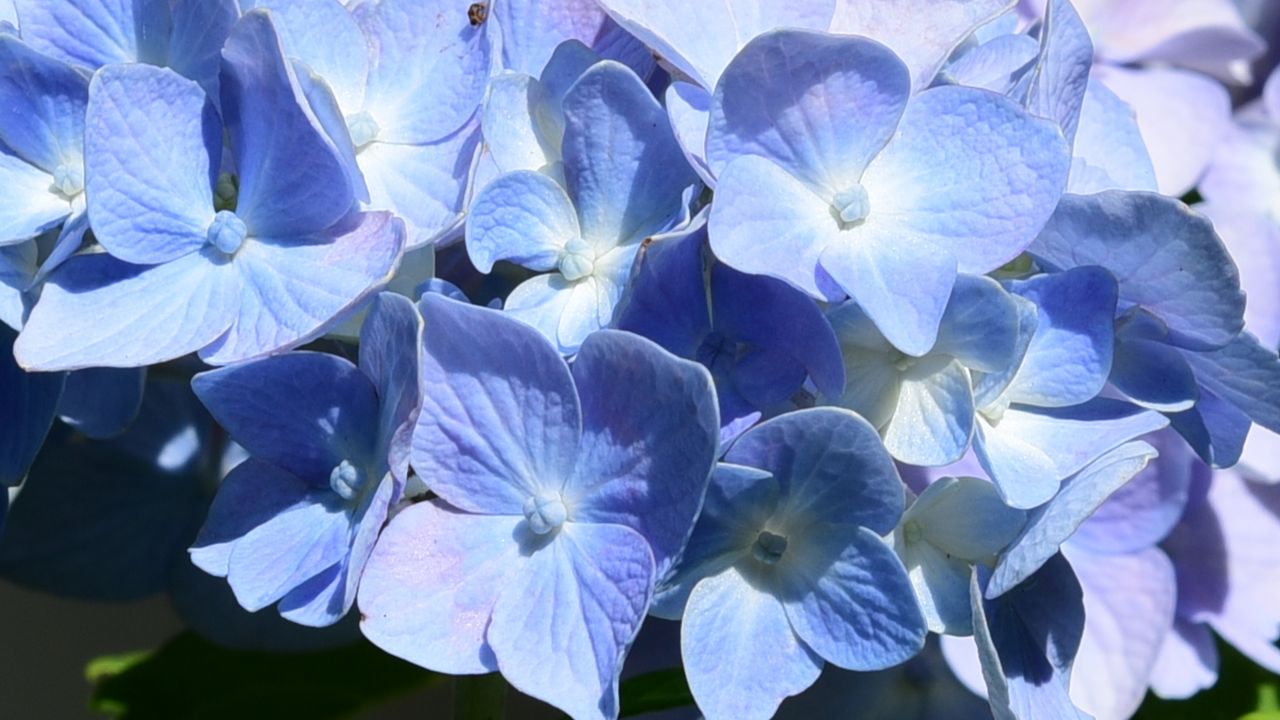 Wallpaper hydrangea, flowers, petals, blue, shadows