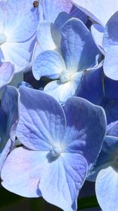 Preview wallpaper hydrangea, flowers, petals, blue, shadows