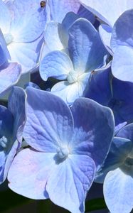 Preview wallpaper hydrangea, flowers, petals, blue, shadows