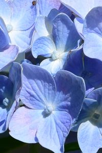 Preview wallpaper hydrangea, flowers, petals, blue, shadows