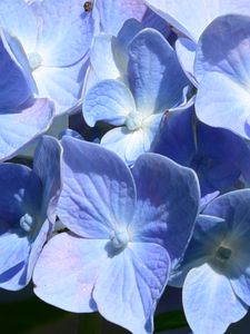 Preview wallpaper hydrangea, flowers, petals, blue, shadows