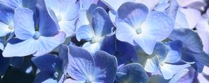 Preview wallpaper hydrangea, flowers, petals, blue, shadows