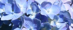 Preview wallpaper hydrangea, flowers, petals, blue, shadows