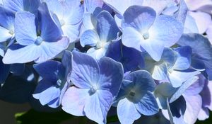 Preview wallpaper hydrangea, flowers, petals, blue, shadows