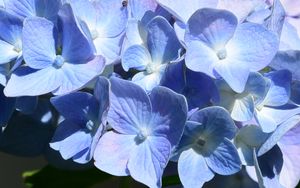 Preview wallpaper hydrangea, flowers, petals, blue, shadows