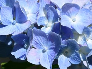 Preview wallpaper hydrangea, flowers, petals, blue, shadows