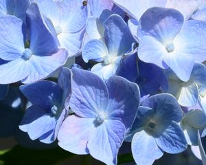 Preview wallpaper hydrangea, flowers, petals, blue, shadows