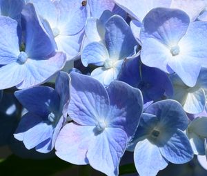 Preview wallpaper hydrangea, flowers, petals, blue, shadows