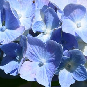 Preview wallpaper hydrangea, flowers, petals, blue, shadows