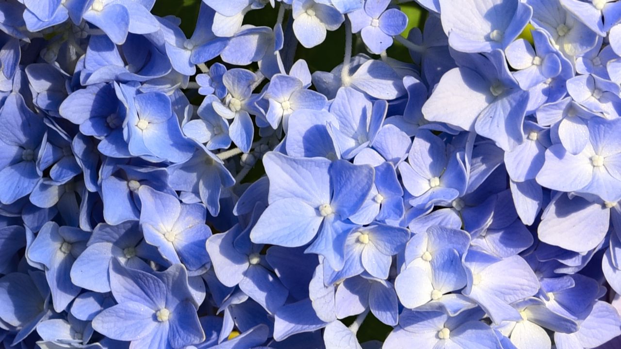 Wallpaper hydrangea, flowers, petals, blue, background