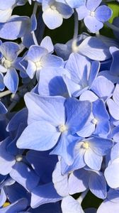 Preview wallpaper hydrangea, flowers, petals, blue, background