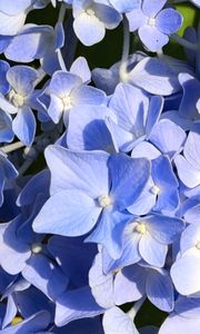 Preview wallpaper hydrangea, flowers, petals, blue, background