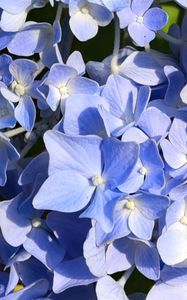 Preview wallpaper hydrangea, flowers, petals, blue, background