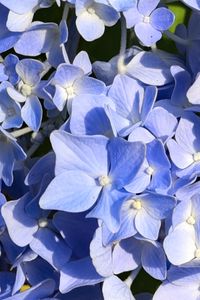 Preview wallpaper hydrangea, flowers, petals, blue, background