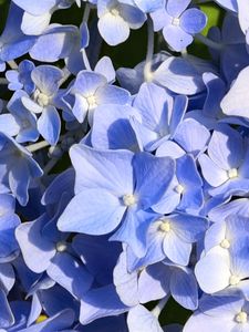 Preview wallpaper hydrangea, flowers, petals, blue, background