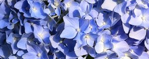 Preview wallpaper hydrangea, flowers, petals, blue, background