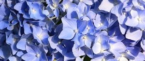 Preview wallpaper hydrangea, flowers, petals, blue, background