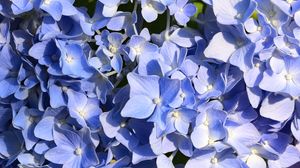 Preview wallpaper hydrangea, flowers, petals, blue, background