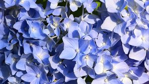 Preview wallpaper hydrangea, flowers, petals, blue, background