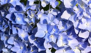 Preview wallpaper hydrangea, flowers, petals, blue, background