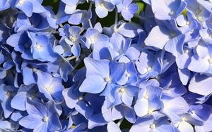 Preview wallpaper hydrangea, flowers, petals, blue, background