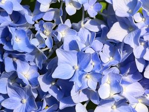 Preview wallpaper hydrangea, flowers, petals, blue, background