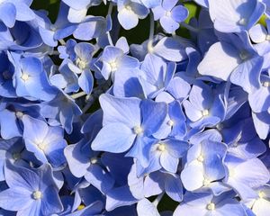 Preview wallpaper hydrangea, flowers, petals, blue, background