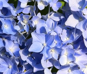 Preview wallpaper hydrangea, flowers, petals, blue, background