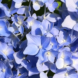 Preview wallpaper hydrangea, flowers, petals, blue, background