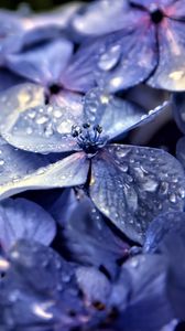 Preview wallpaper hydrangea, flowers, petals, drops, macro