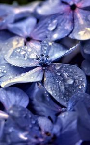 Preview wallpaper hydrangea, flowers, petals, drops, macro