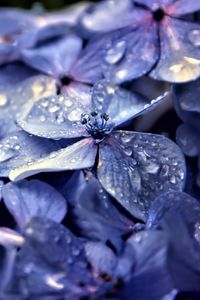 Preview wallpaper hydrangea, flowers, petals, drops, macro