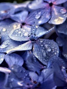 Preview wallpaper hydrangea, flowers, petals, drops, macro