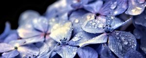 Preview wallpaper hydrangea, flowers, petals, drops, macro