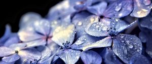 Preview wallpaper hydrangea, flowers, petals, drops, macro