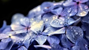 Preview wallpaper hydrangea, flowers, petals, drops, macro