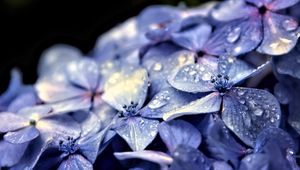 Preview wallpaper hydrangea, flowers, petals, drops, macro