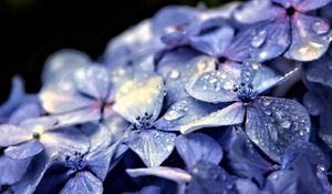 Preview wallpaper hydrangea, flowers, petals, drops, macro