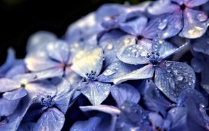 Preview wallpaper hydrangea, flowers, petals, drops, macro