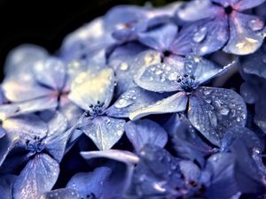 Preview wallpaper hydrangea, flowers, petals, drops, macro