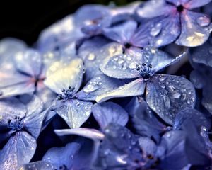 Preview wallpaper hydrangea, flowers, petals, drops, macro