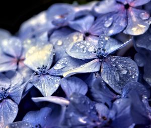 Preview wallpaper hydrangea, flowers, petals, drops, macro