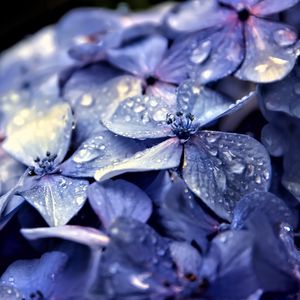 Preview wallpaper hydrangea, flowers, petals, drops, macro