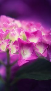 Preview wallpaper hydrangea, flowers, petals, pink, inflorescence