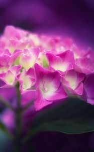 Preview wallpaper hydrangea, flowers, petals, pink, inflorescence