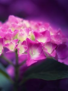 Preview wallpaper hydrangea, flowers, petals, pink, inflorescence