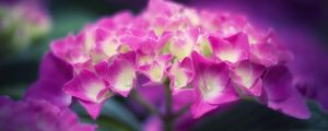 Preview wallpaper hydrangea, flowers, petals, pink, inflorescence