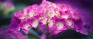 Preview wallpaper hydrangea, flowers, petals, pink, inflorescence