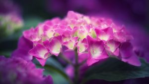 Preview wallpaper hydrangea, flowers, petals, pink, inflorescence